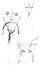 DESENHO DOM QUIXOTE 2.jpg