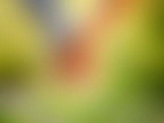 O Amor Verdadeiro: A Essência da Vida e a Evolução Espiritual e Humana