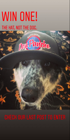 Doggies Get Clicks!