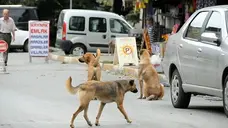 Ismarlama Gündemle Gerçek Gündelik Hayat