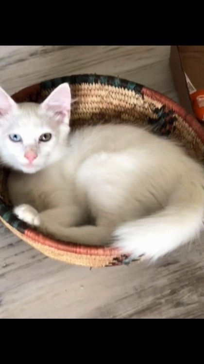 FLORIDA RESCUE - DECEMBER - 2025