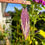 Thumbnail: "Glistening Morning Rose"