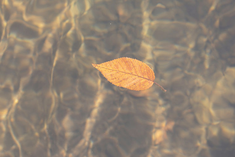 a single leaf floating on top of a body of water_edited.jpg