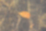 a single leaf floating on top of a body of water_edited.jpg
