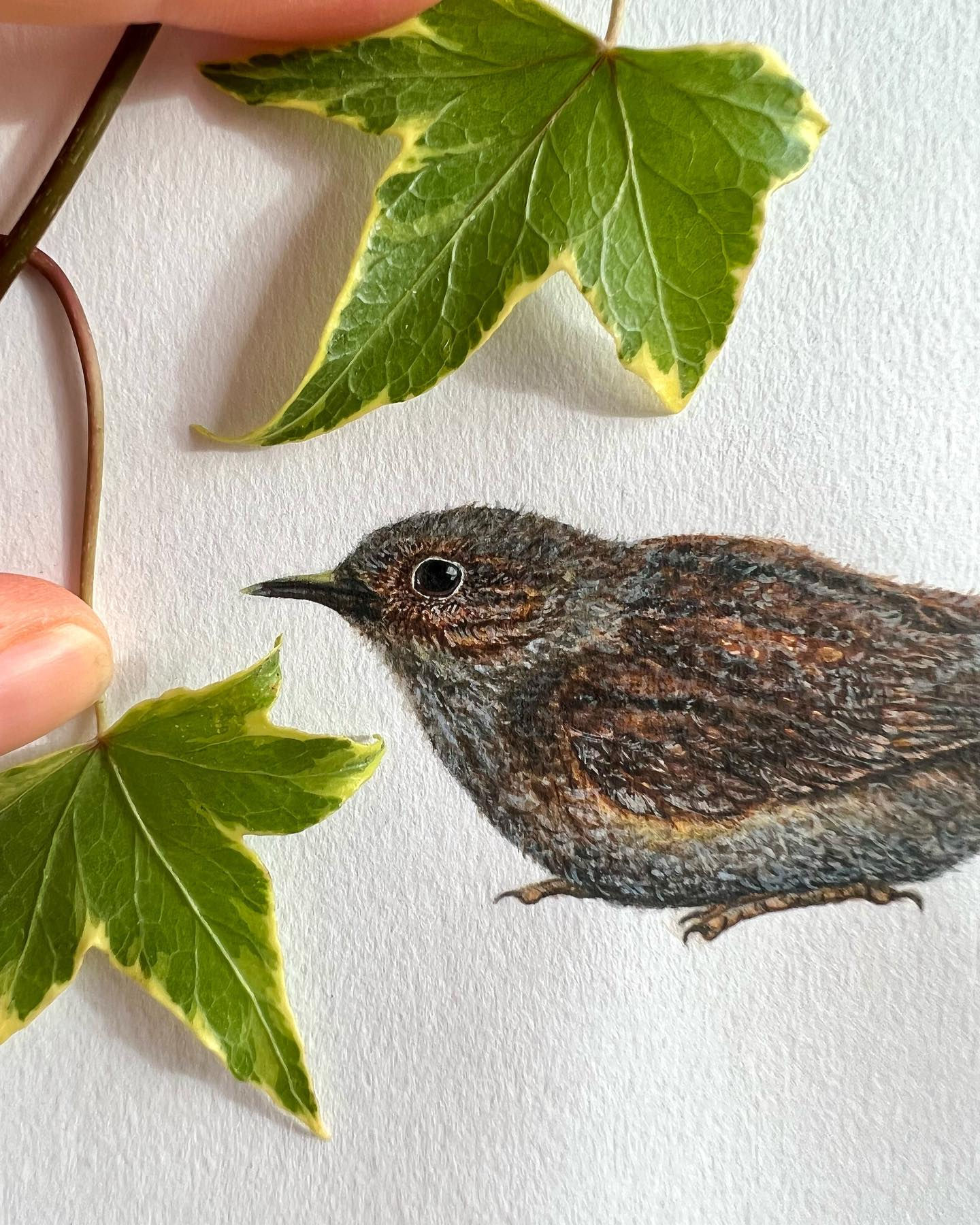 Baby Dunnock (Print)