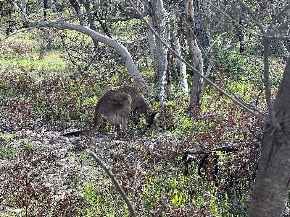 Aldinga Scrub 11