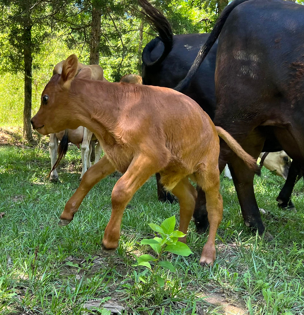 Frolicking calf