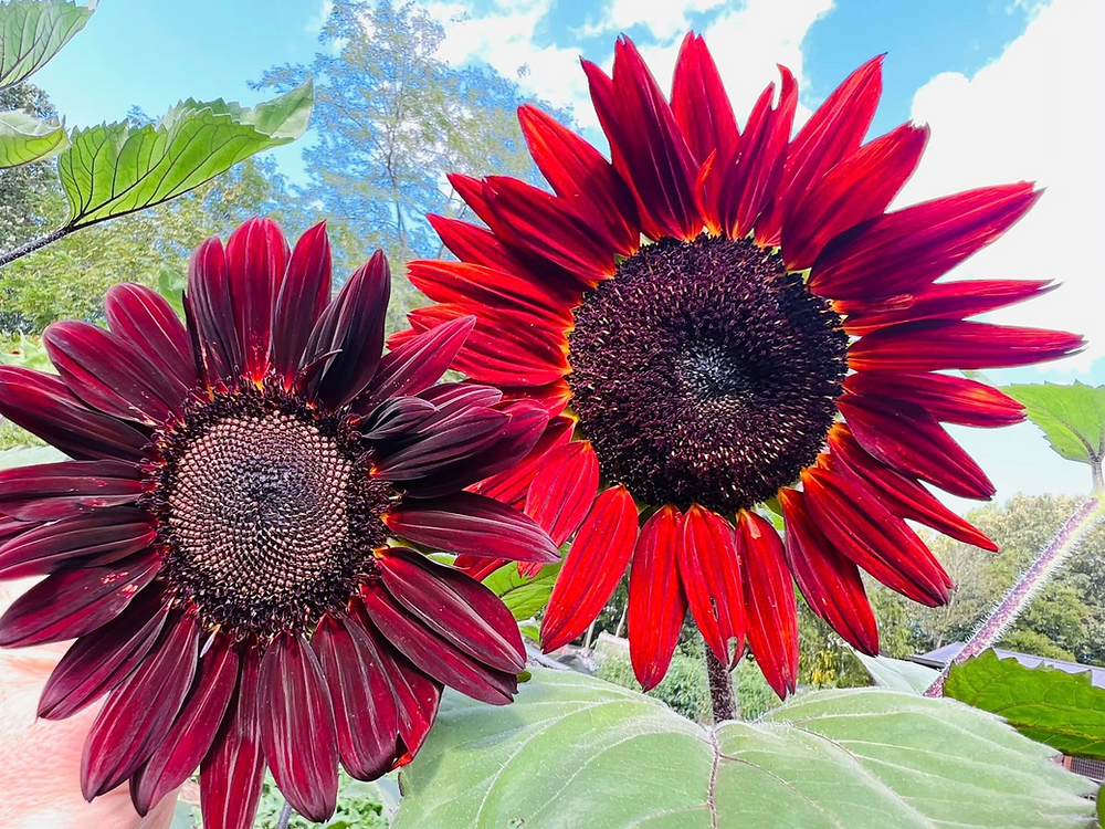 Chocolate Cherry Sunflowers