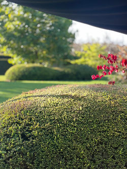 Plantations dans le jardin