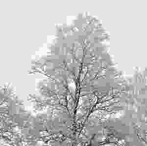 L'hiver et à nos portes - Derniers conseils....