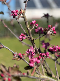 Plantations dans le jardin