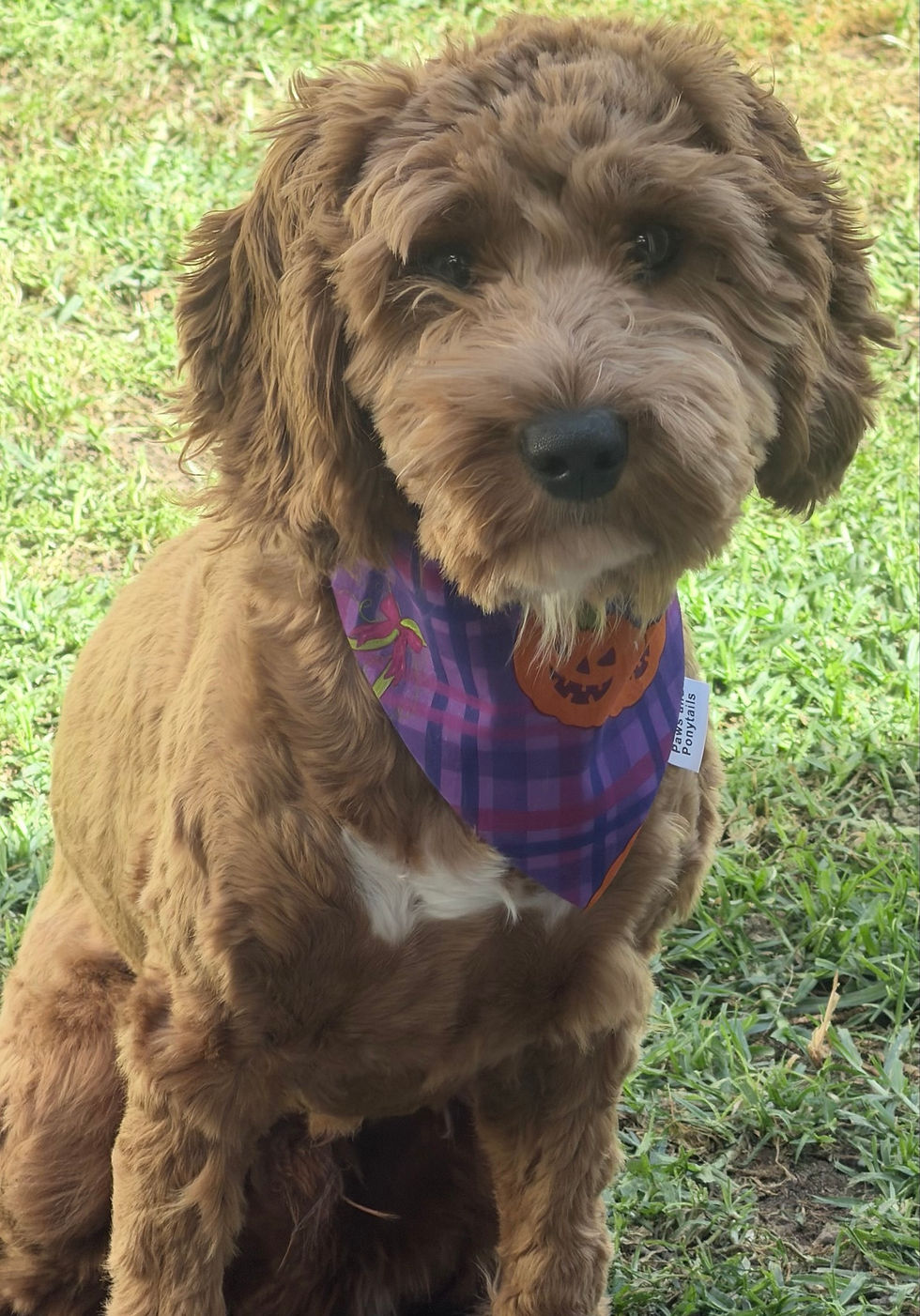 Cavoodle Coco wearing the Pumpkin Patch Halloween bandana