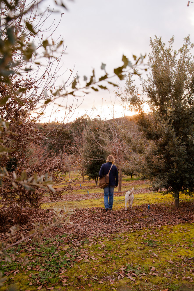 Truffle Hunts and Fresh Truffle Sales Manjimup, Western Australia