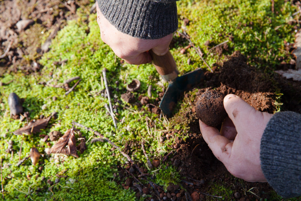 Truffle Hunts and Fresh Truffle Sales Manjimup, Western Australia