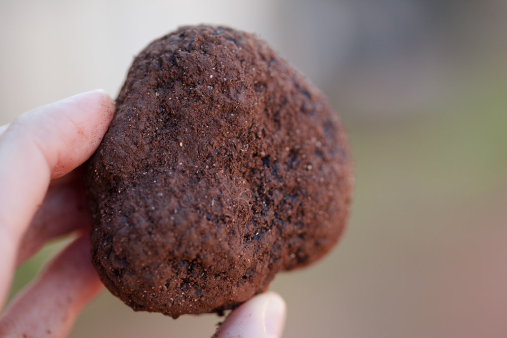 Truffle Hunts and Fresh Truffle Sales Manjimup, Western Australia