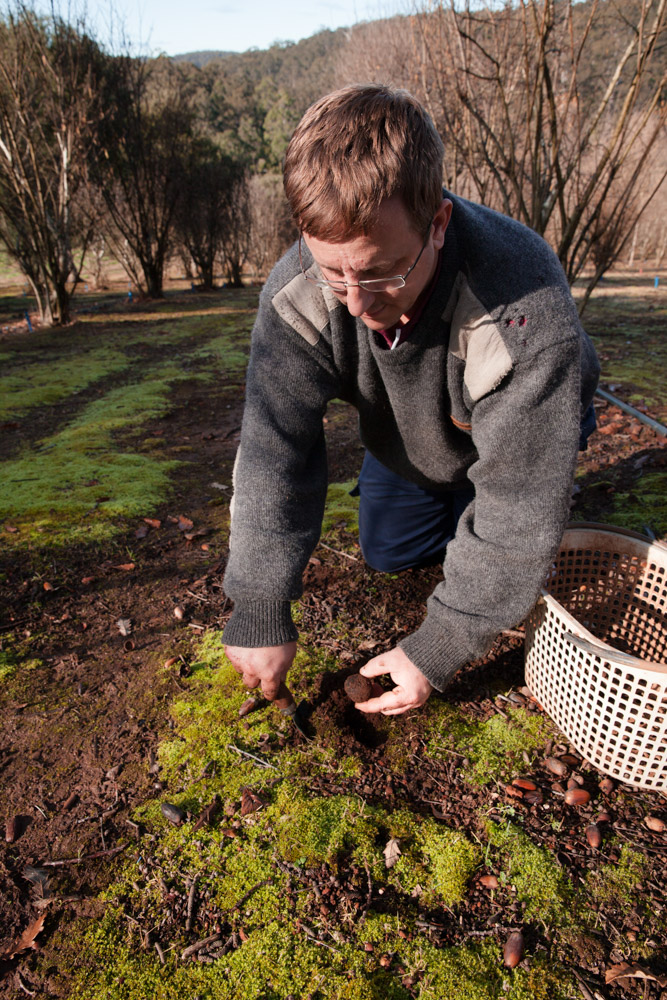 Truffle Hunts and Fresh Truffle Sales Manjimup, Western Australia
