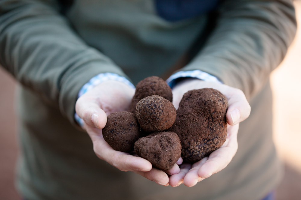 Truffle Hunts and Fresh Truffle Sales Manjimup, Western Australia