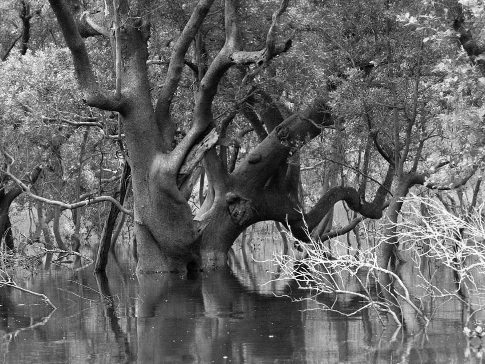 © Genevieve Ginty 2017
Mangrove - up river
Hawkesbury River, NSW
Photograph