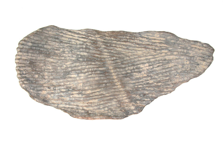 Ana Pollak,'Track', Blackbutt, clay wash, binder and ink, 34cm x 73cm, 2022