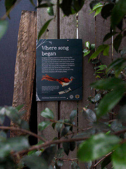Oyster Catcher, Wooli
