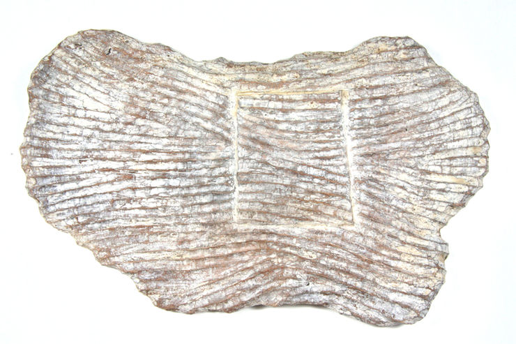 Ana Pollak, 'Boundary lines', 2022, Blackbutt, clay wash, binder and ink, 34cm x 57cm, 2022