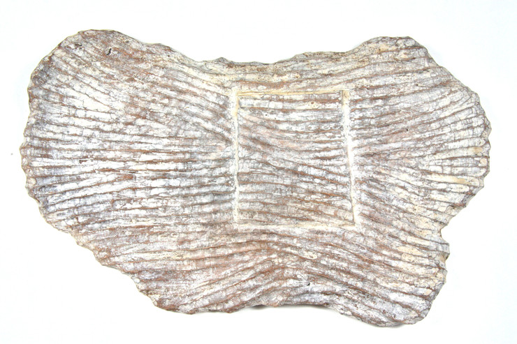 Ana Pollak, 'Boundary lines', 2022, Blackbutt, clay wash, binder and ink, 34cm x 57cm, 2022
