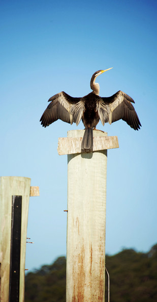 Photography: Cormorant