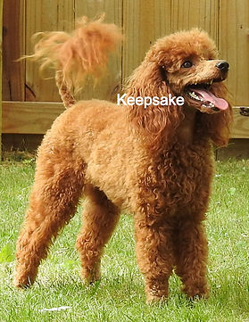 Miiniature Poodle AKC Red