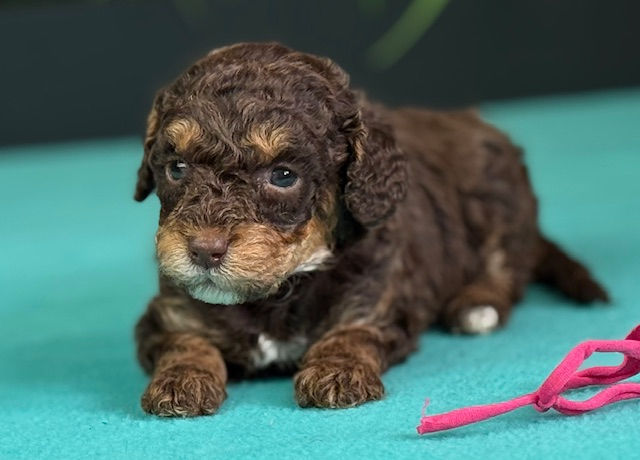 Ivy x Frankie Pink Female April 24th 2026 pic3
