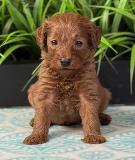 Roxy x Mac BlueGreen Male Zeus Sept 20 2025pic4