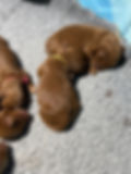 Daisy Frankie Pups 5 females 1 male Group April 18 2026Pics2