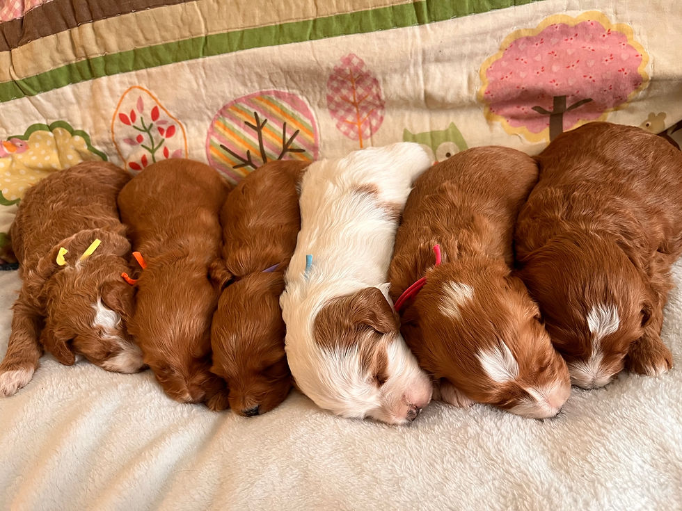 Goldendoodles Keepsake Goldendoodles and Poodles United States