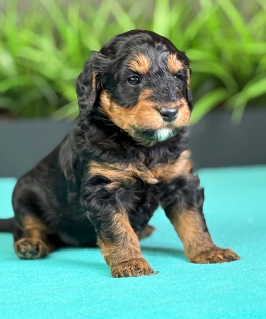 Ivy x Frankie Orange Male April 24th 2026 pic11