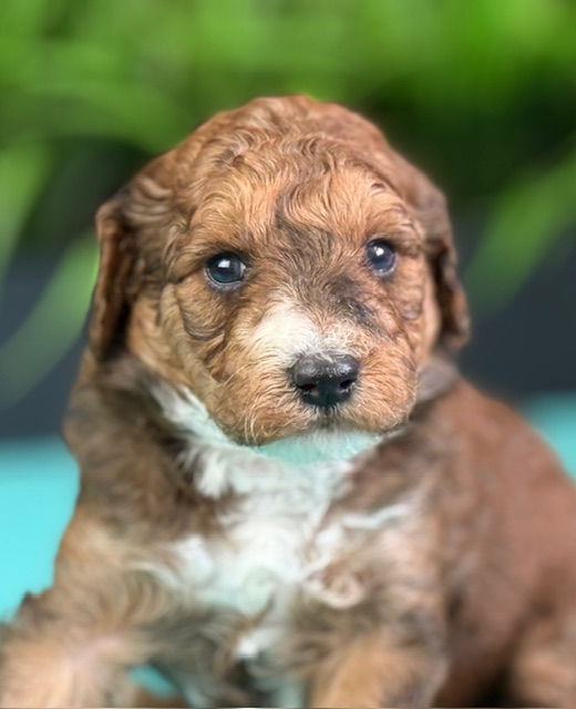 Ivy x Frankie Purple Male April 24th 2026 pic13