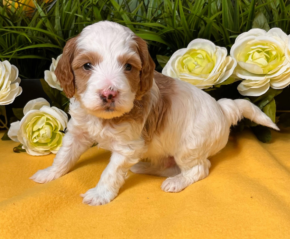 Goldendoodles Keepsake Goldendoodles and Poodles United States