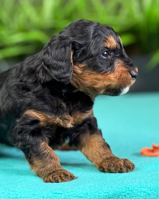 Ivy x Frankie Orange Male April 24th 2026 pic1