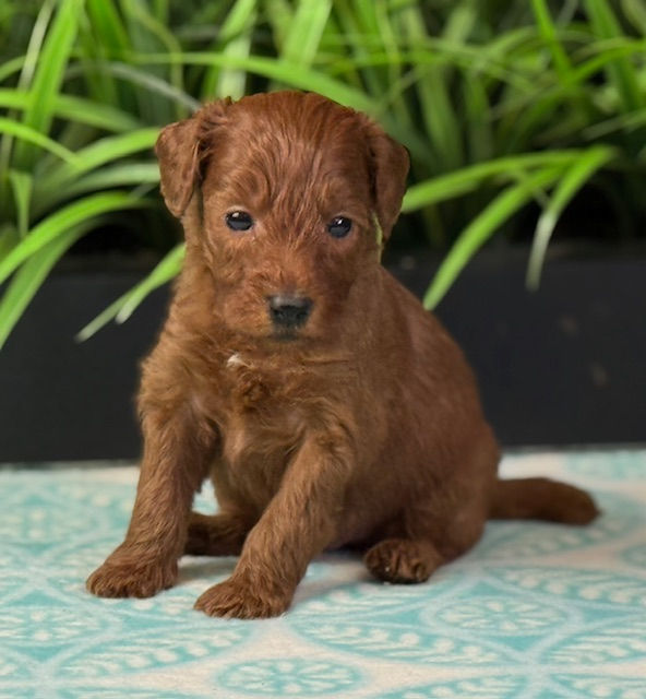 Roxy x Mac Green Male Stitch Sept 20 2025pic9