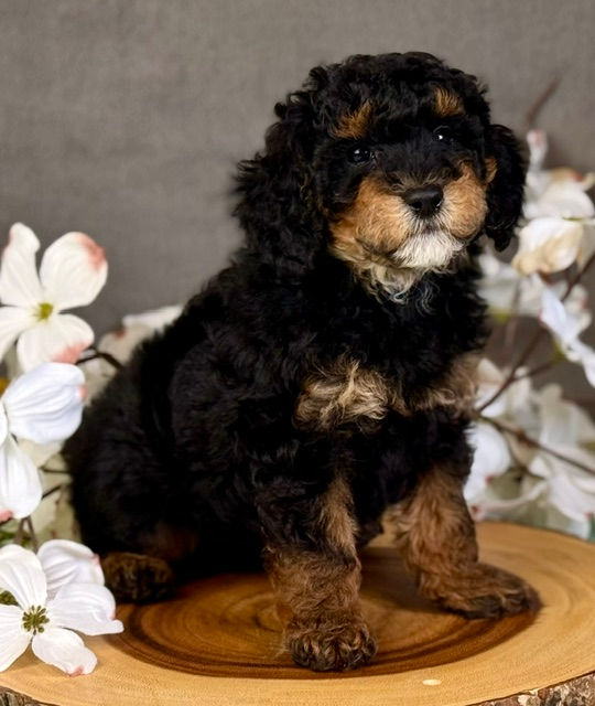 Ivy x Frankie Yellow Male Rowan April 17th 2026 pic14