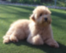 GraceDoodleMay2019pic1.jpeg