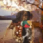 Thumbnail: Ike Pheasant Fluff & Tuff