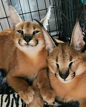 Jameson and Copper.jpg