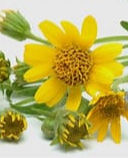 Arnica Flower