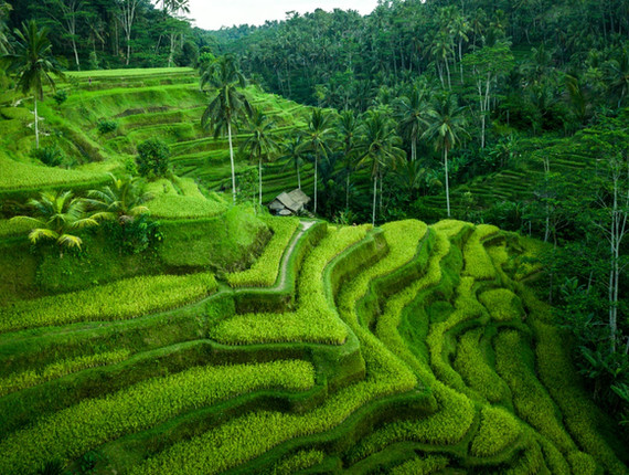 Bali 1.jpg