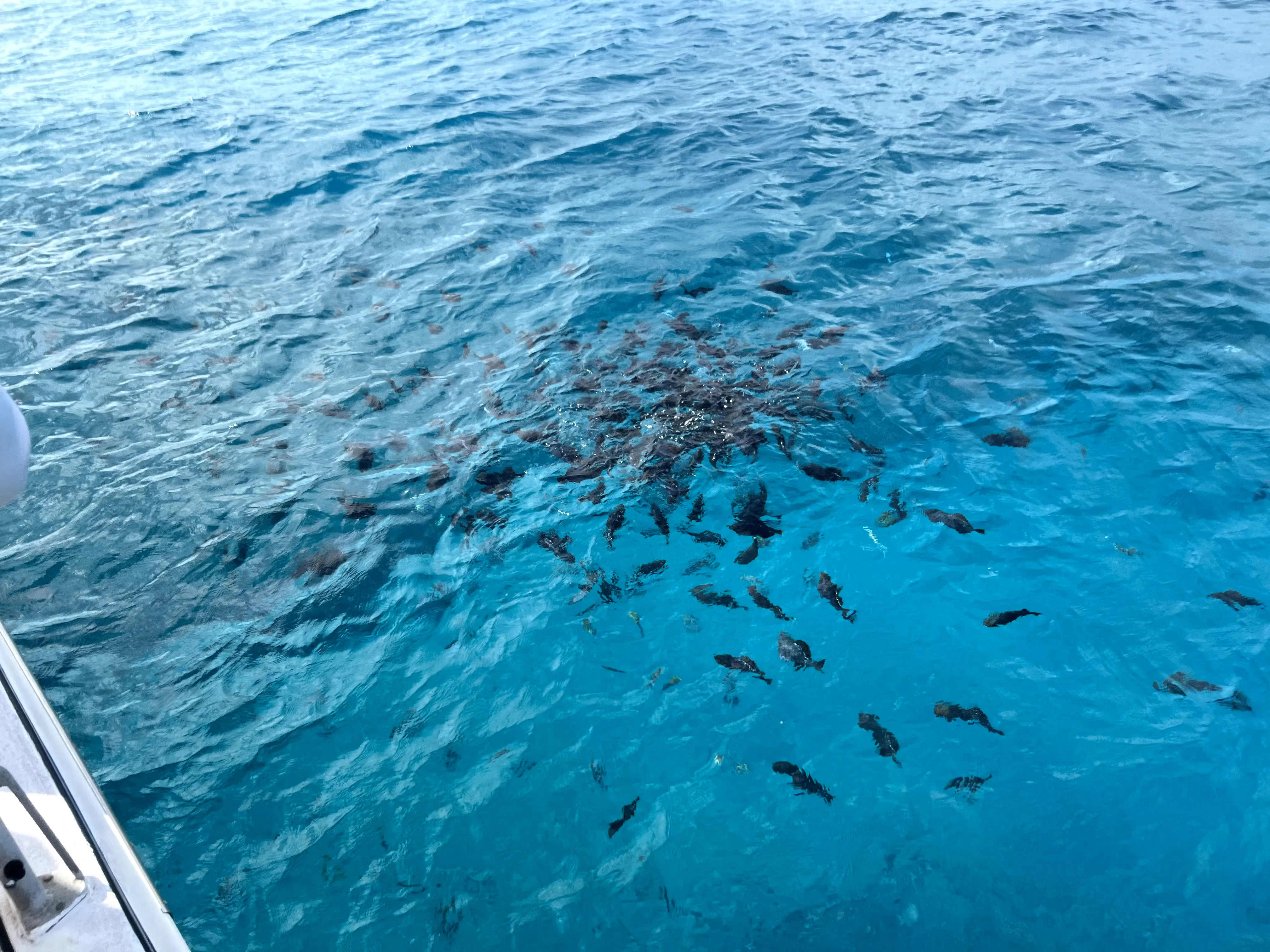 Swarm of fish off of boat, getting ready to go snorkeling in Hawaii, Ko Olina Ocean Adventures.