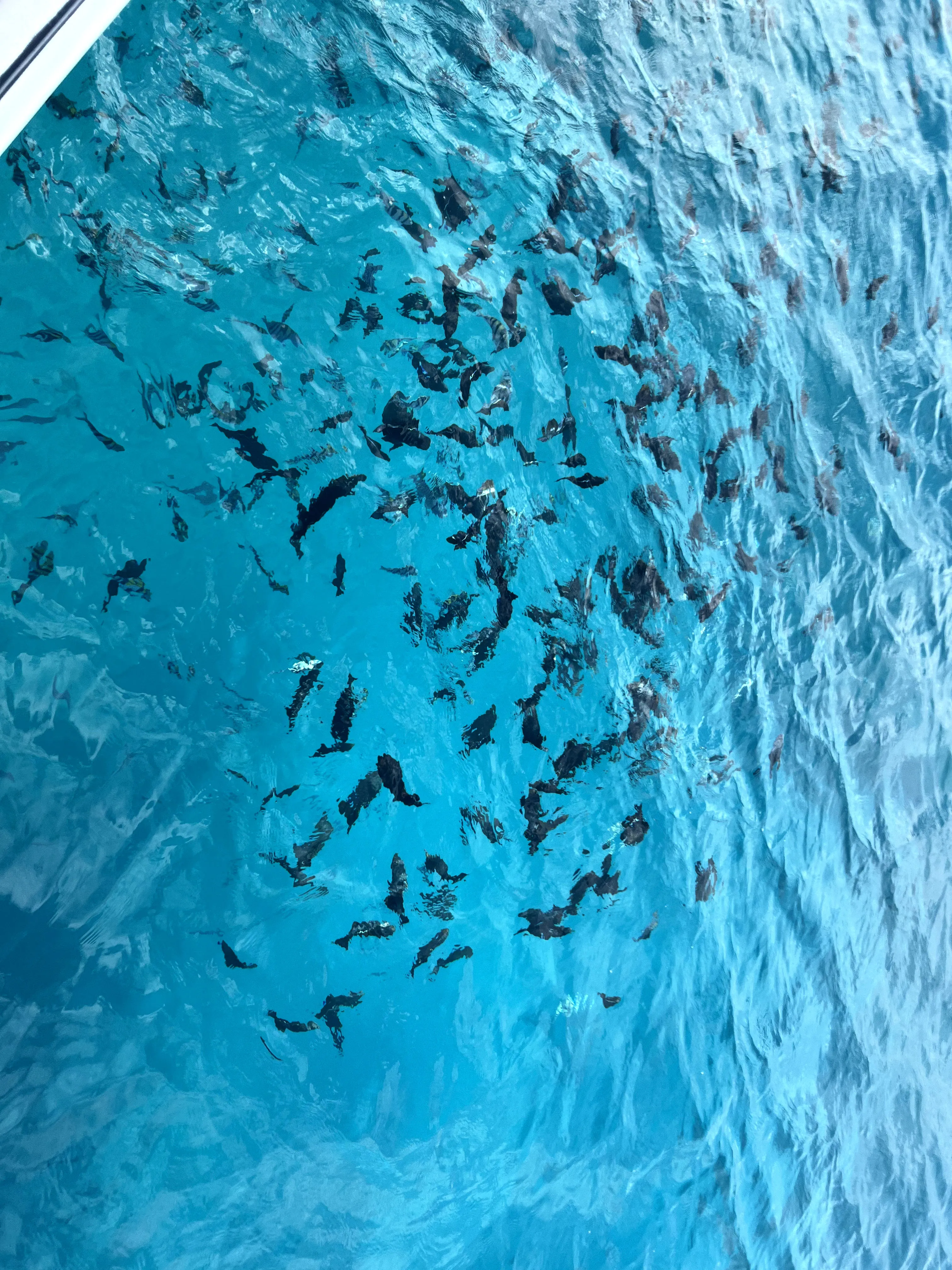 Swarm of fish on side of boat, before getting ready to go snorkeling in Hawaii, Ko Olina Ocean Adventures.