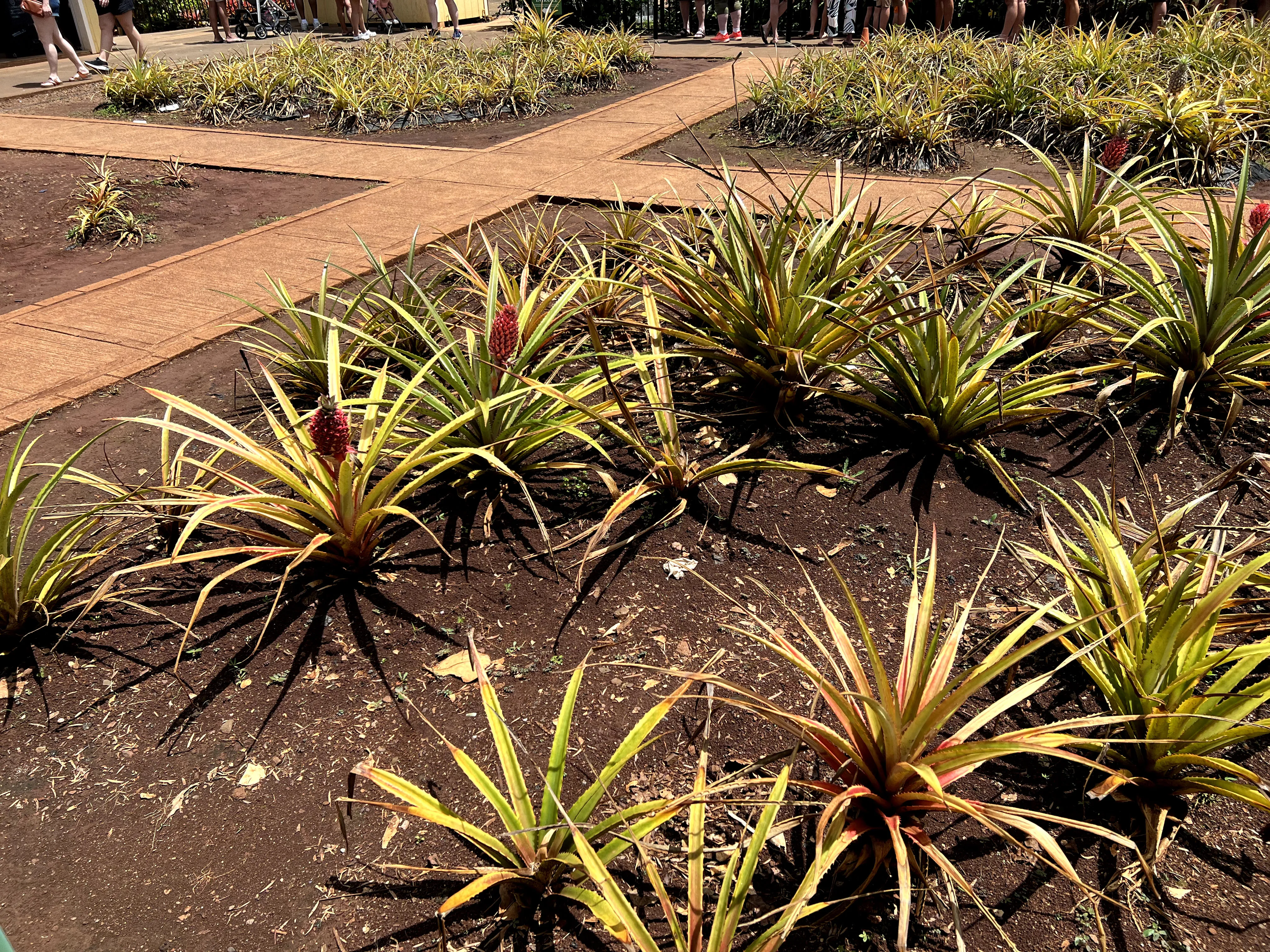 Pineapples growing at Dole Plantation in Hawaii. 