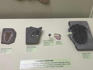 A museum display comparing modern and ancient arthropods. Models include (from left to right) a horseshoe crab (Limulus polyphemus), a deep-sea isopod (Bathynomus giganteus), and two reconstructions of a living trilobite (Phacops), showing both the backside and belly views. The trilobite models highlight gill-like structures beneath their legs. Labels explain that trilobites are ancient relatives of modern horseshoe crabs and pill bugs, illustrating evolutionary connections among these species.