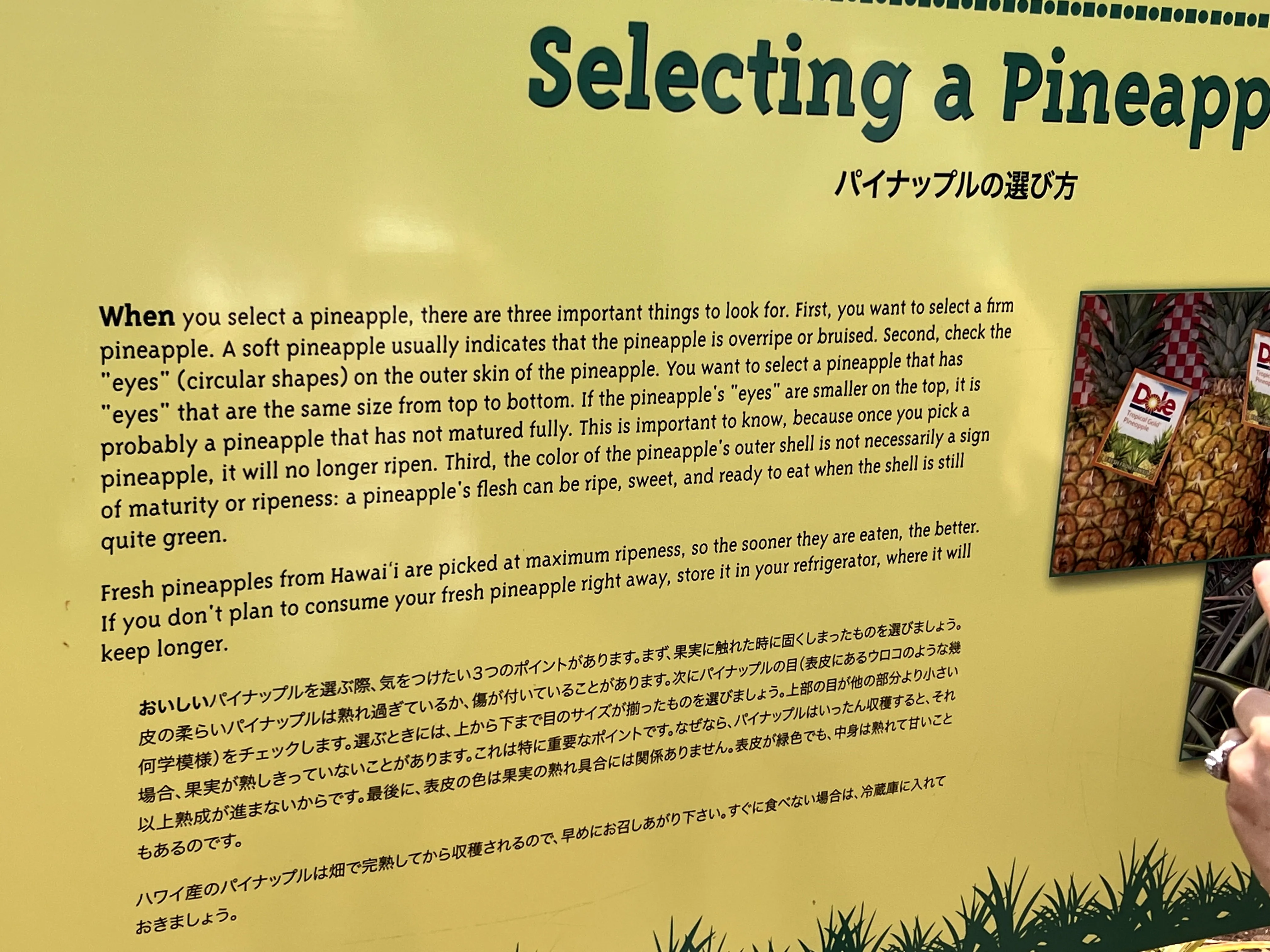 History of pineapples at Dole Plantation in Hawaii. 
