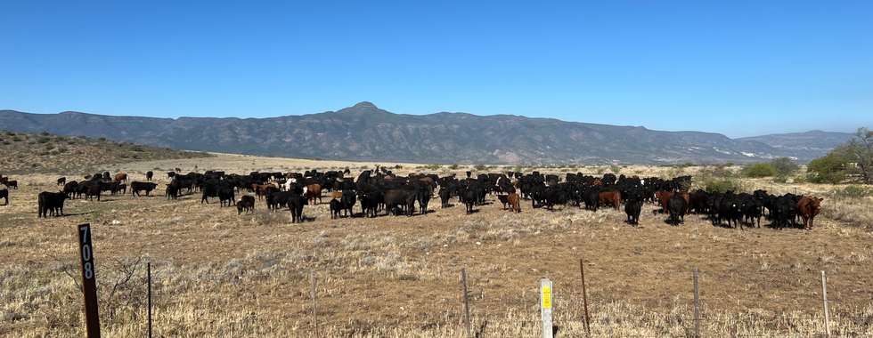 Cows at entrance off of street to Fossil Creek in Camp Verde. 