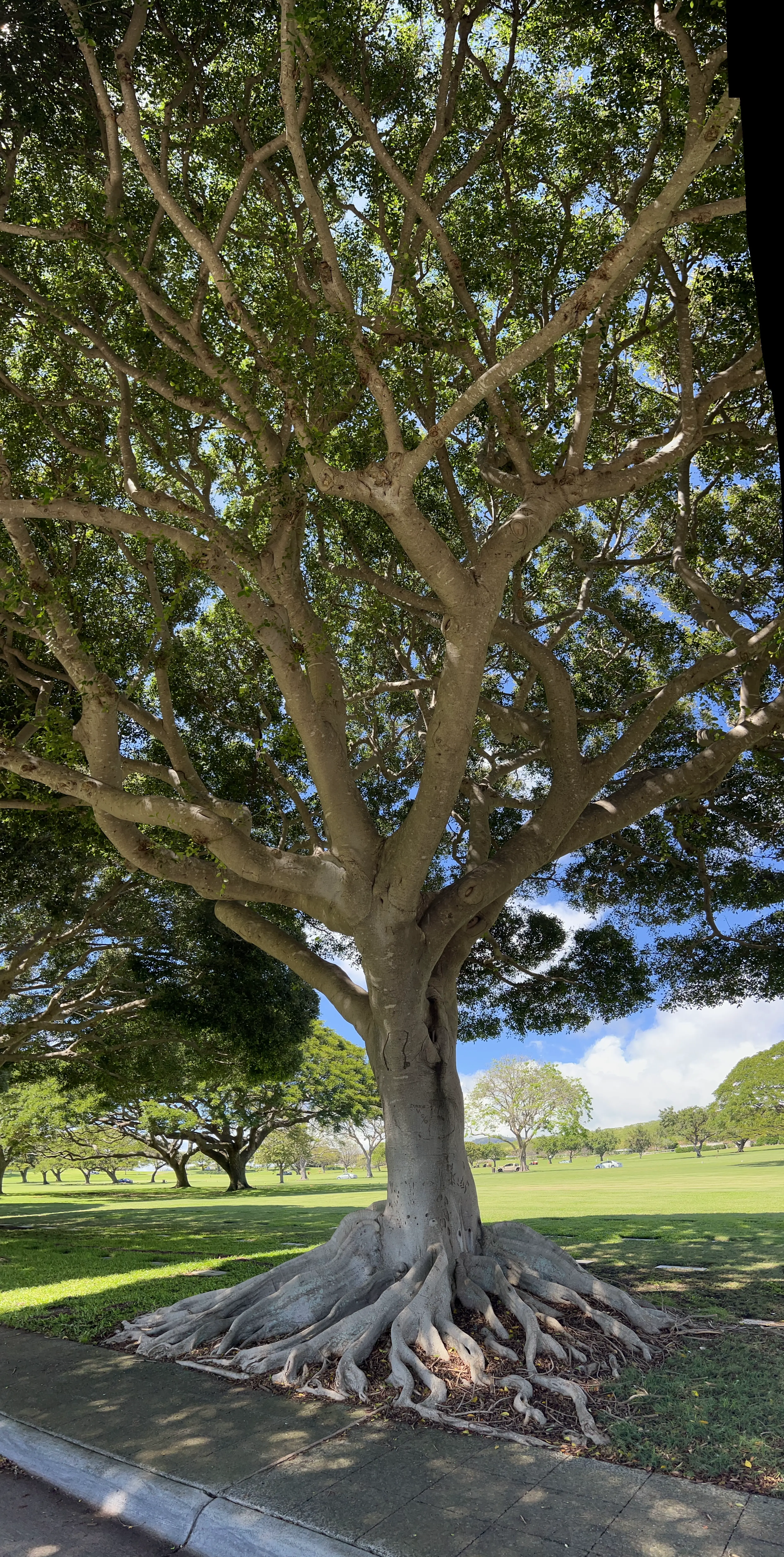 Tree and roots at cemetery at Honolulu Memorial.